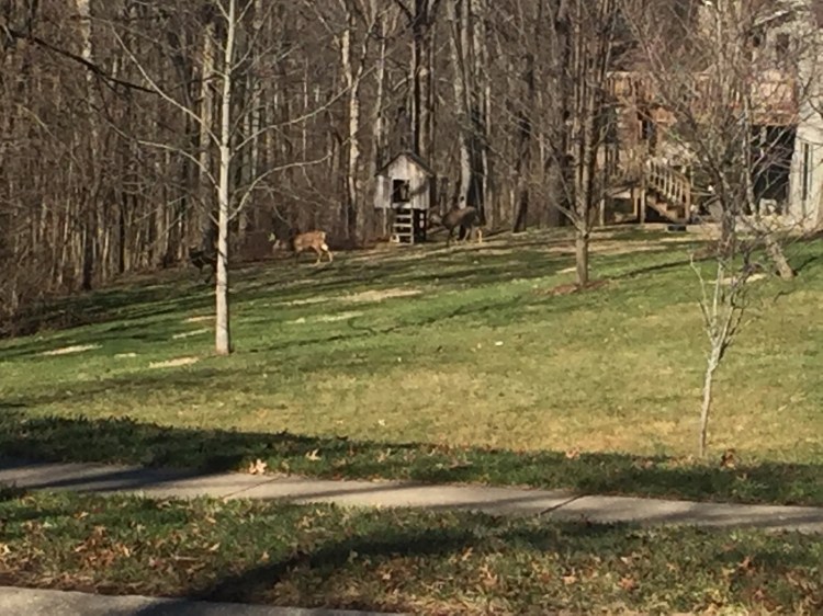 Someone's dog spooked the 3 deer, but they were chowing down on somebody's hedges earlier 